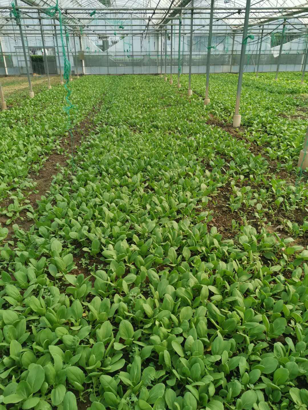 食堂蔬菜生鮮配送——鮮享自然，守護餐桌安全